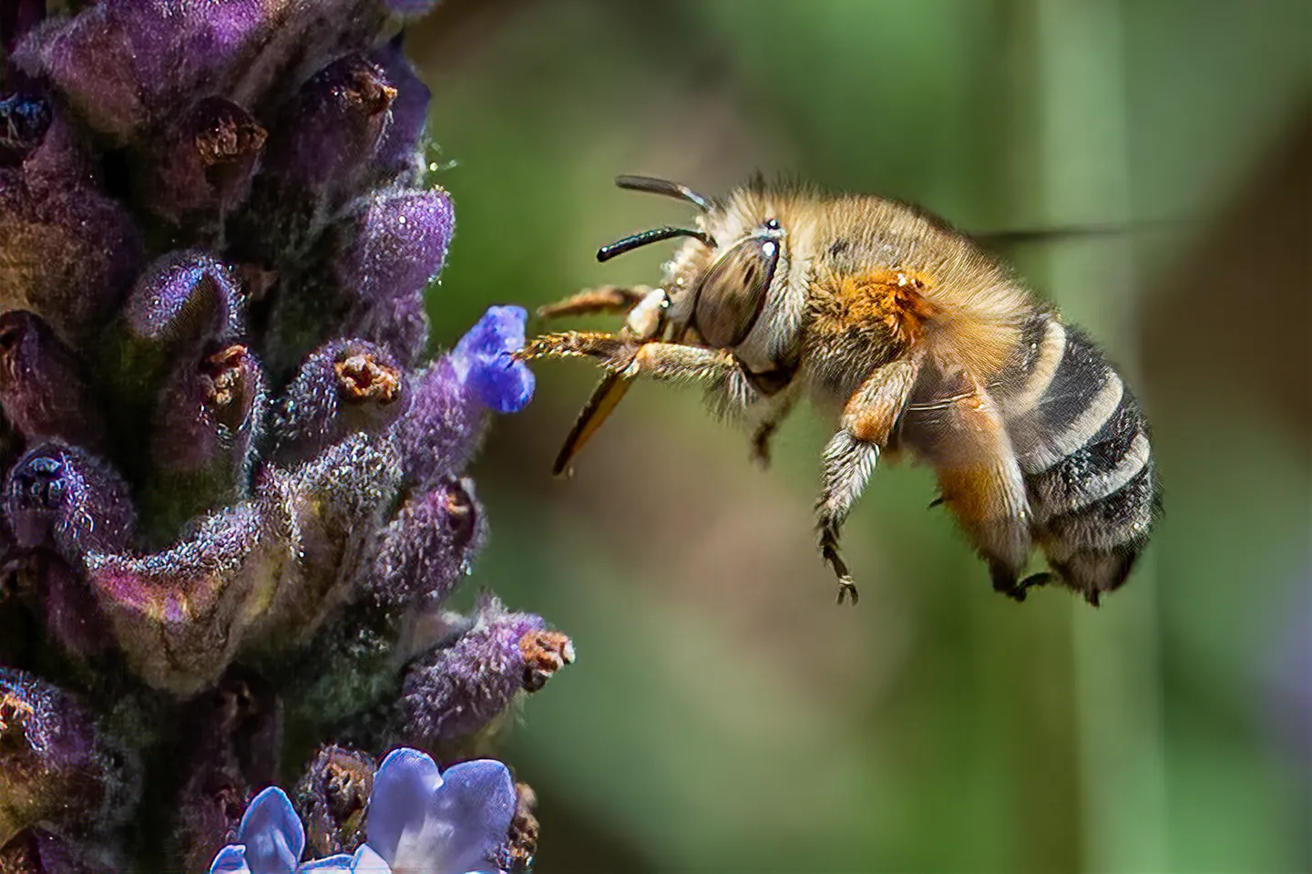 Bees at risk: Why there is alarm from Kenya and beyond