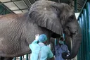 'The heavy dose': Two elephants in Pakistan swallow 400 pills a day to survive tuberculosis