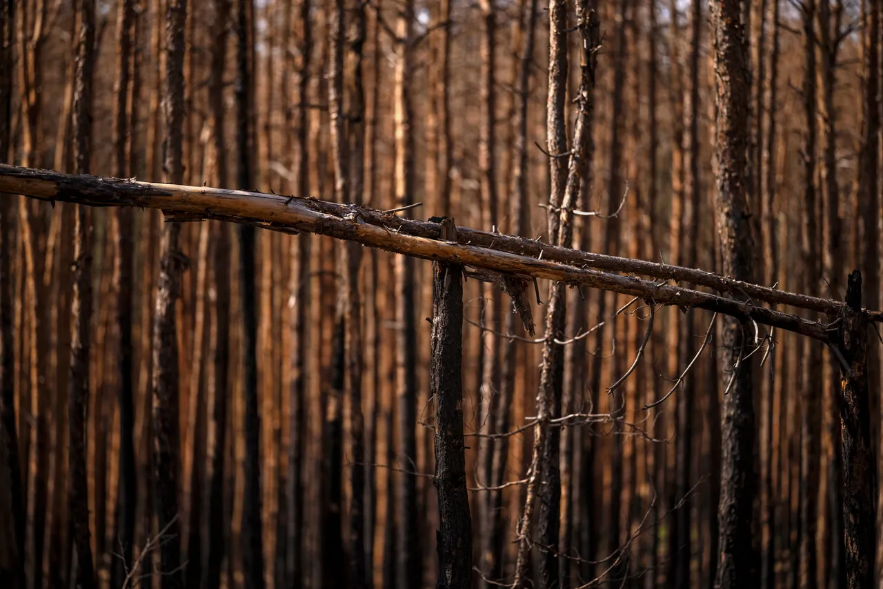 Се воведува целосна забрана за движење во шума од 1 јули до 31 август