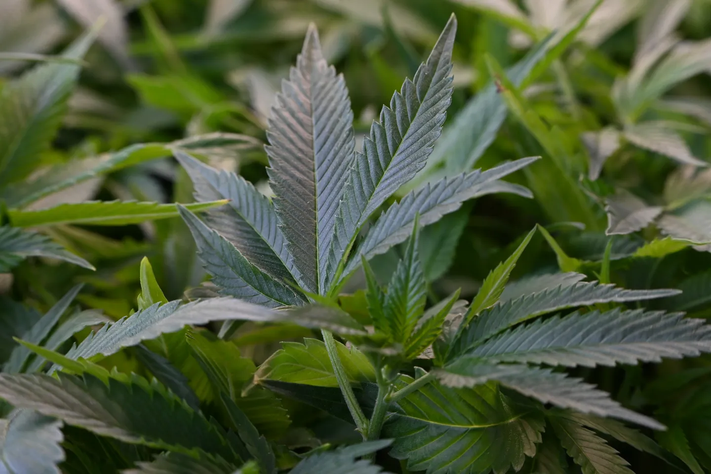 Strengere Regeln für Cannabis als Medizin geplant