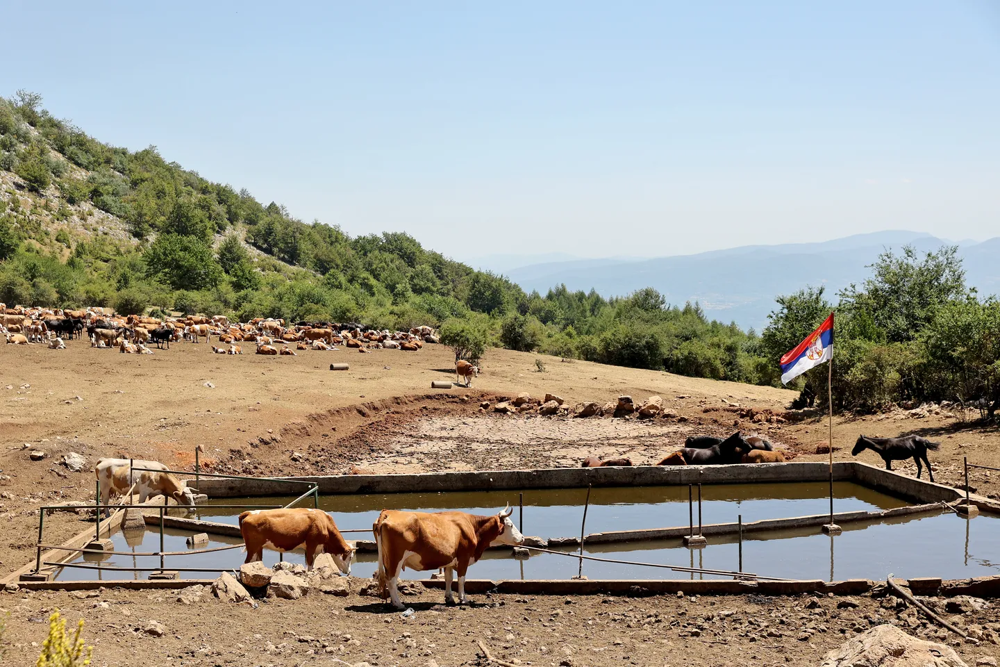 Jugoistok Srbije: Ekstremna suša ugrožava opstanak više od hiljadu krava i konja na Suvoj planini