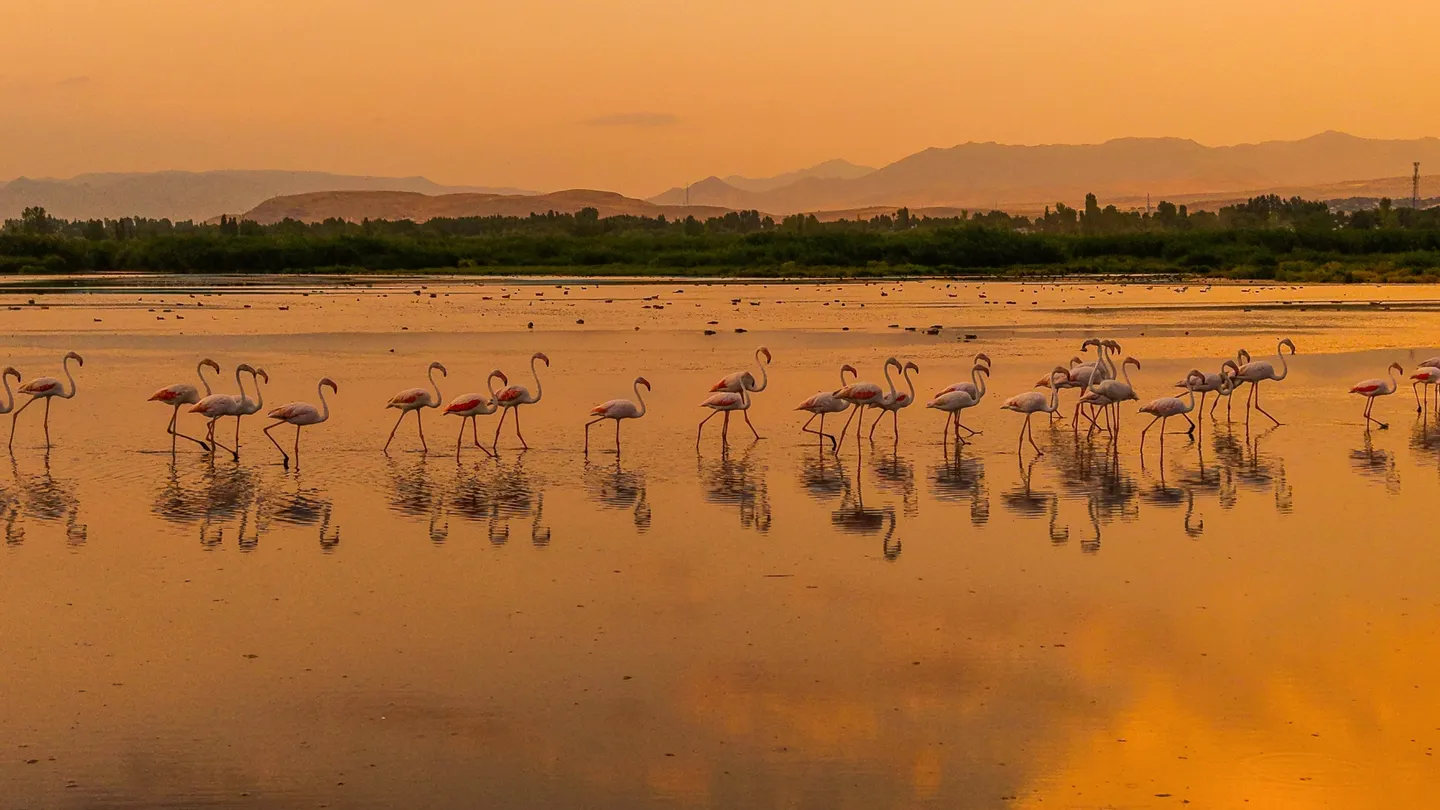 Prekrasni prizori flamingosa na jezeru Van pri zalasku sunca