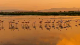 Prekrasni prizori flamingosa na jezeru Van pri zalasku sunca