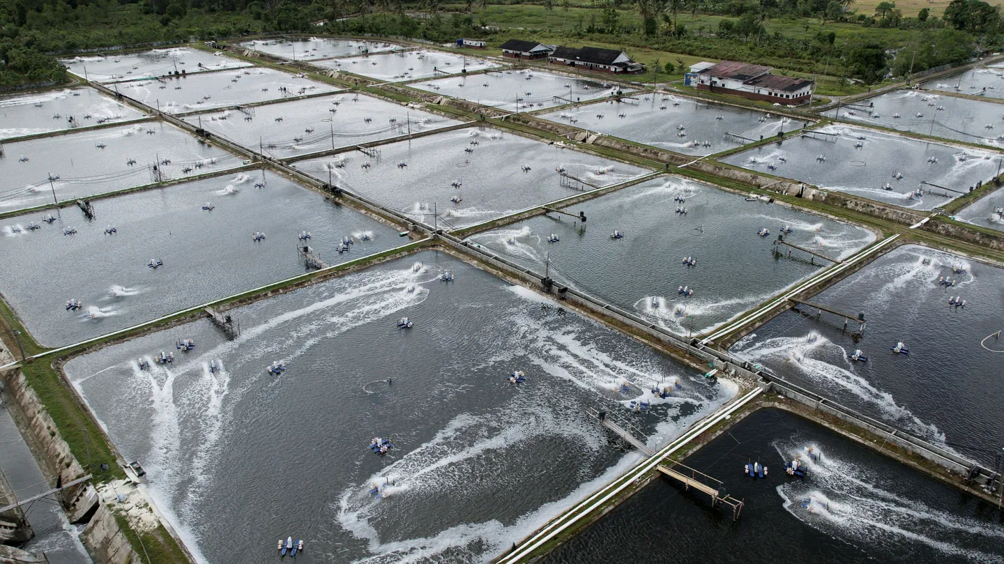 Terkena tarif AS, Indonesia berencana jual udang ke China sebagai alternatif