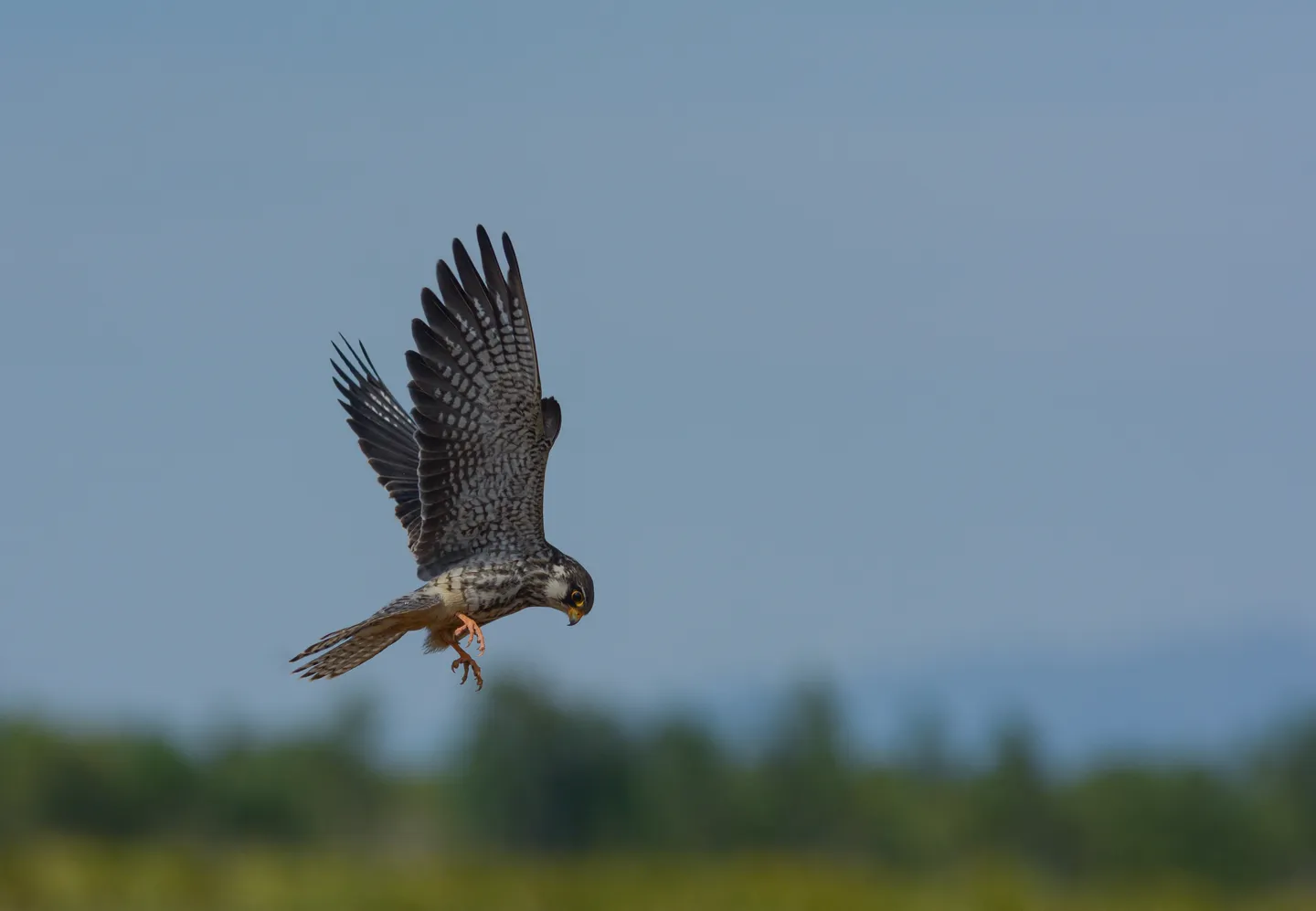 Birds without borders: Africa rallies world to save wetlands critical to billions of migratory birds