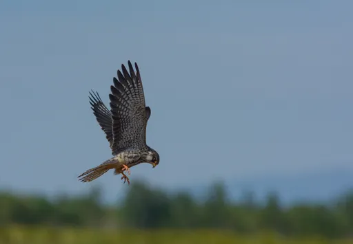 Birds without borders: Africa rallies world to save wetlands critical to billions of migratory birds