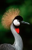 Utajiri wa Afrika: Korongo wa Kijivu