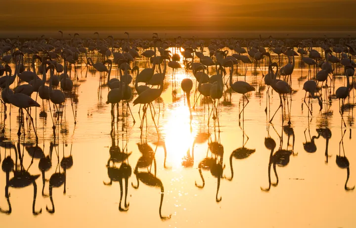 Dance of the flamingos: At Türkiye's Lake Ercek, a close encounter with the winged visitors