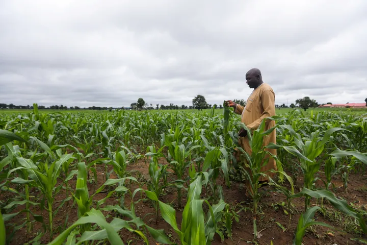 Nigeria want make BRICS helep transform dia agric sector