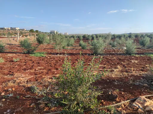 بعد الحرب والنزوح.. زراعة الزيتون والفستق والتين تعيد الأمل لسكان إدلب