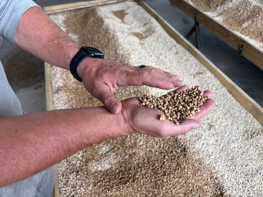 China raises alarm over growing foreign espionage in seed, grain sector