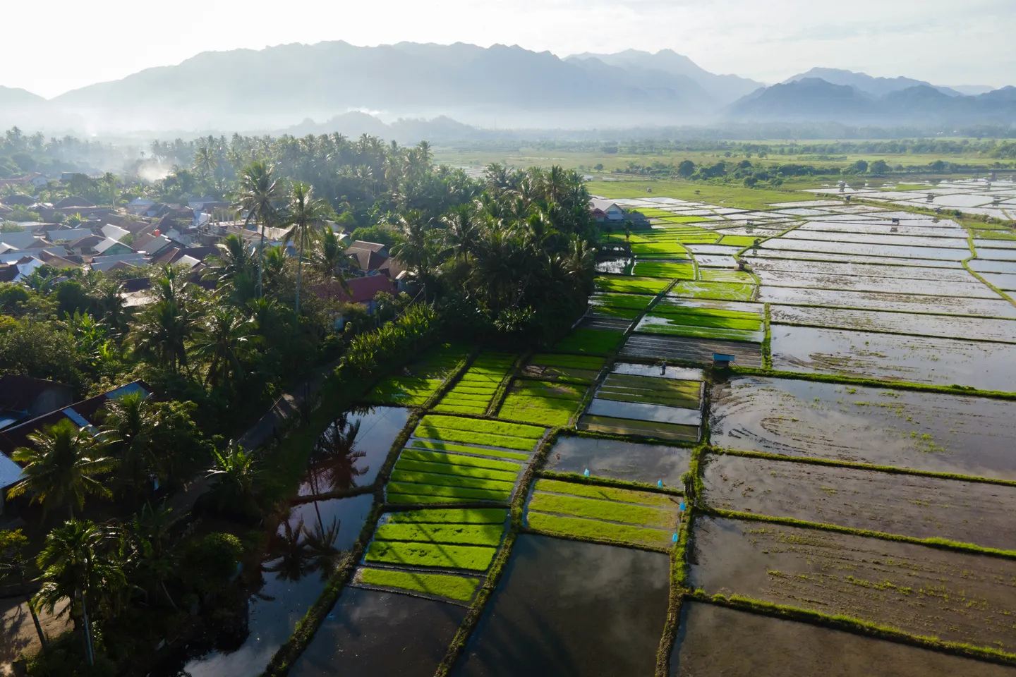 Pertanian sumbang 14,35 persen PDB, produksi beras Indonesia tekan harga global ke rekor terendah