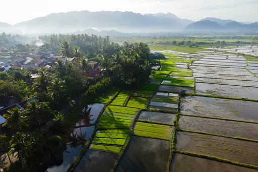 Pertanian sumbang 14,35 persen PDB, produksi beras Indonesia tekan harga global ke rekor terendah