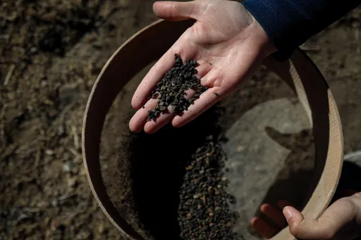 5,000-year-old carbonised barley grains from Early Bronze Age discovered in Türkiye