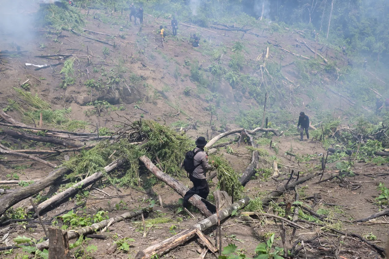 Brimob Sumatera Utara  musnahkan 10 hektare ladang ganja di Mandailing Natal