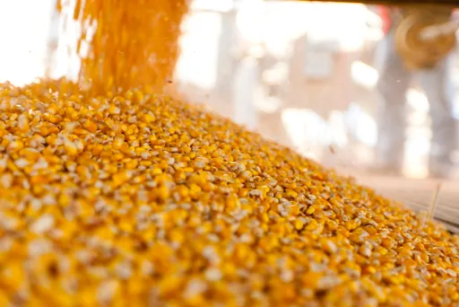 AKU-ja e Shqipërisë bllokon 50 tonë misër të importuar nga Serbia, gjendet prani aflatoksine