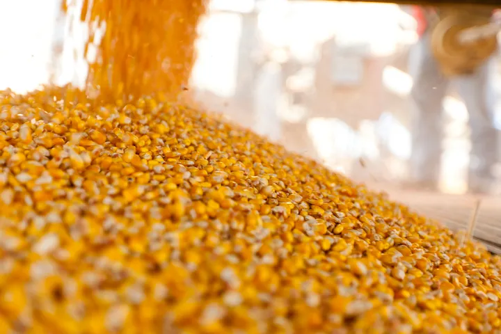 AKU-ja e Shqipërisë bllokon 50 tonë misër të importuar nga Serbia, gjendet prani aflatoksine