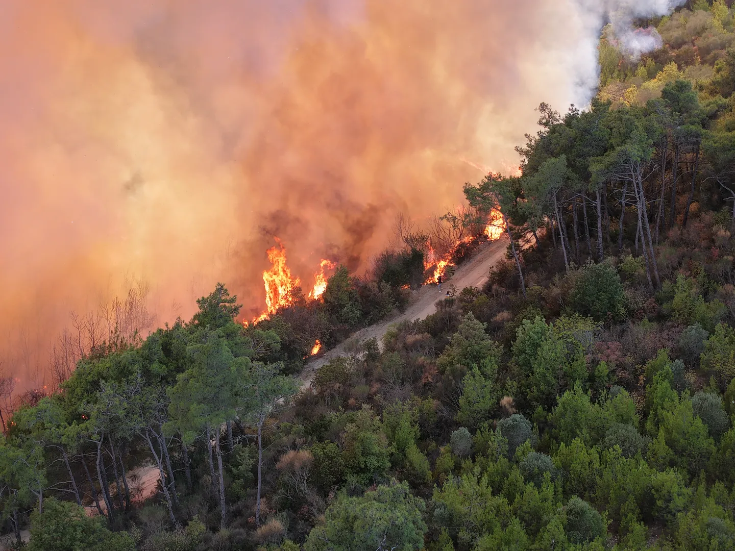 رئیس سازمان منابع طبیعی ایران از ثبت ۲۱۰۰ حریق در عرصه‌های طبیعی ایران خبر داد