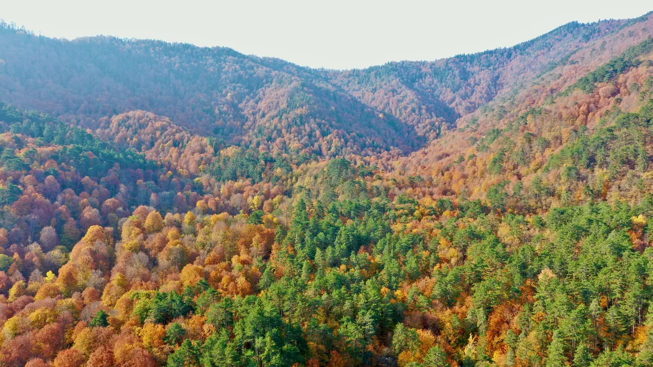 ترکیه با رشد سالانه پوشش جنگلی، جایگاه نخست اروپا و چهارم جهان را کسب کرد