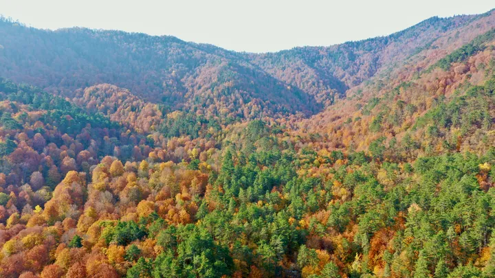 ترکیه با رشد سالانه پوشش جنگلی، جایگاه نخست اروپا و چهارم جهان را کسب کرد