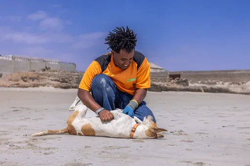 Aden Abdullahi: Mogadishu's animal whisperer battles taboos to save strays