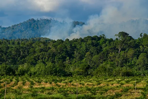 Kebakaran lahan gambut meluas di Aceh Barat, BPBD kerahkan tim gabungan