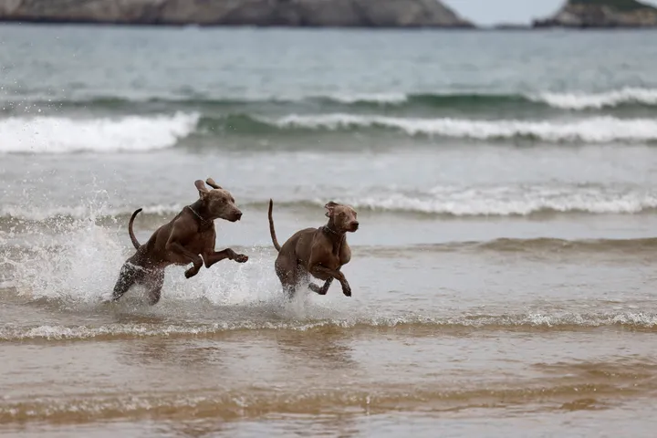 Canadian tourist found dead on an Australian beach, surrounded by a pack of dingoes
