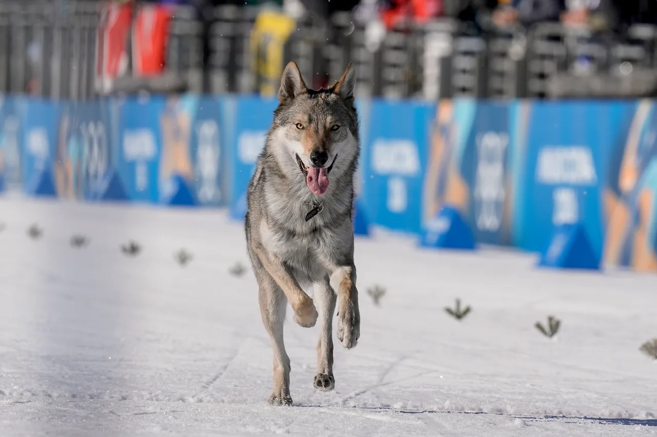 Olympia 2026: So schaffte es Hund Nazgul ins Langlaufstadion