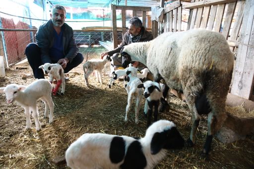 Ndodhi e rrallë në Türkiye  një dele lindi 9 qengja njëherësh