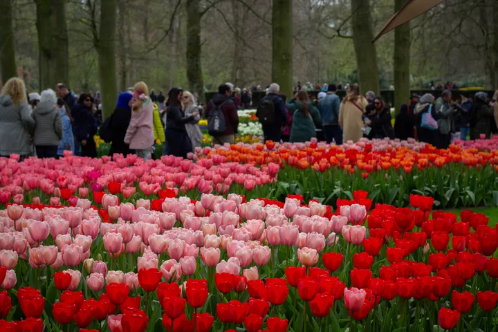 Otvoren Keukenhof, jedan od najvećih vrtova tulipana u svijetu