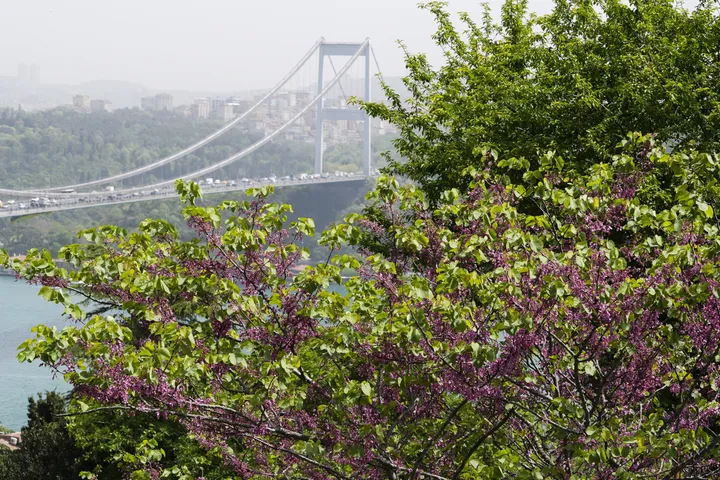Erguvan-Saison: Wie der Frühling die Seele Istanbuls berührt
