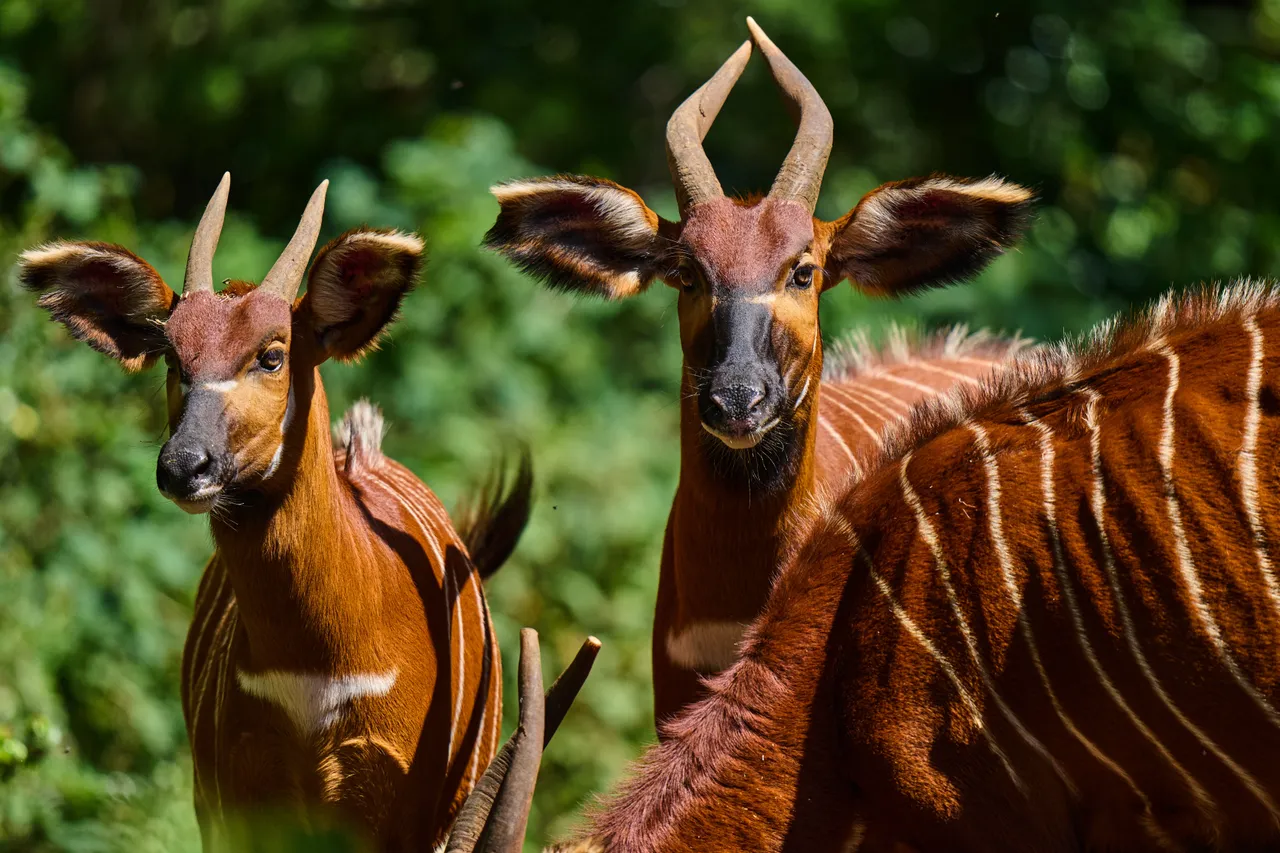 Mountain bongos: Kenya's rare antelope making a comeback in the wild