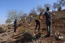 ‘Protecting the land and rebuilding’: How Syrians are restoring their forests
