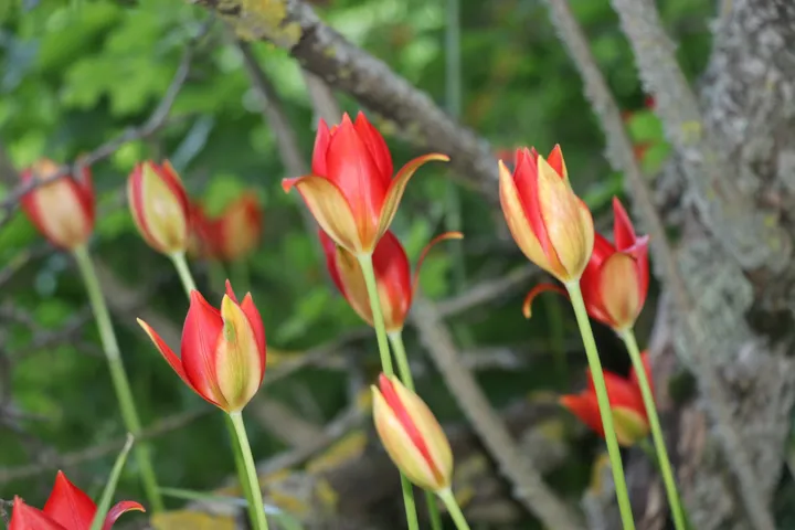 Lost Amasya tulip rediscovered in Türkiye after being thought extinct for 130 years