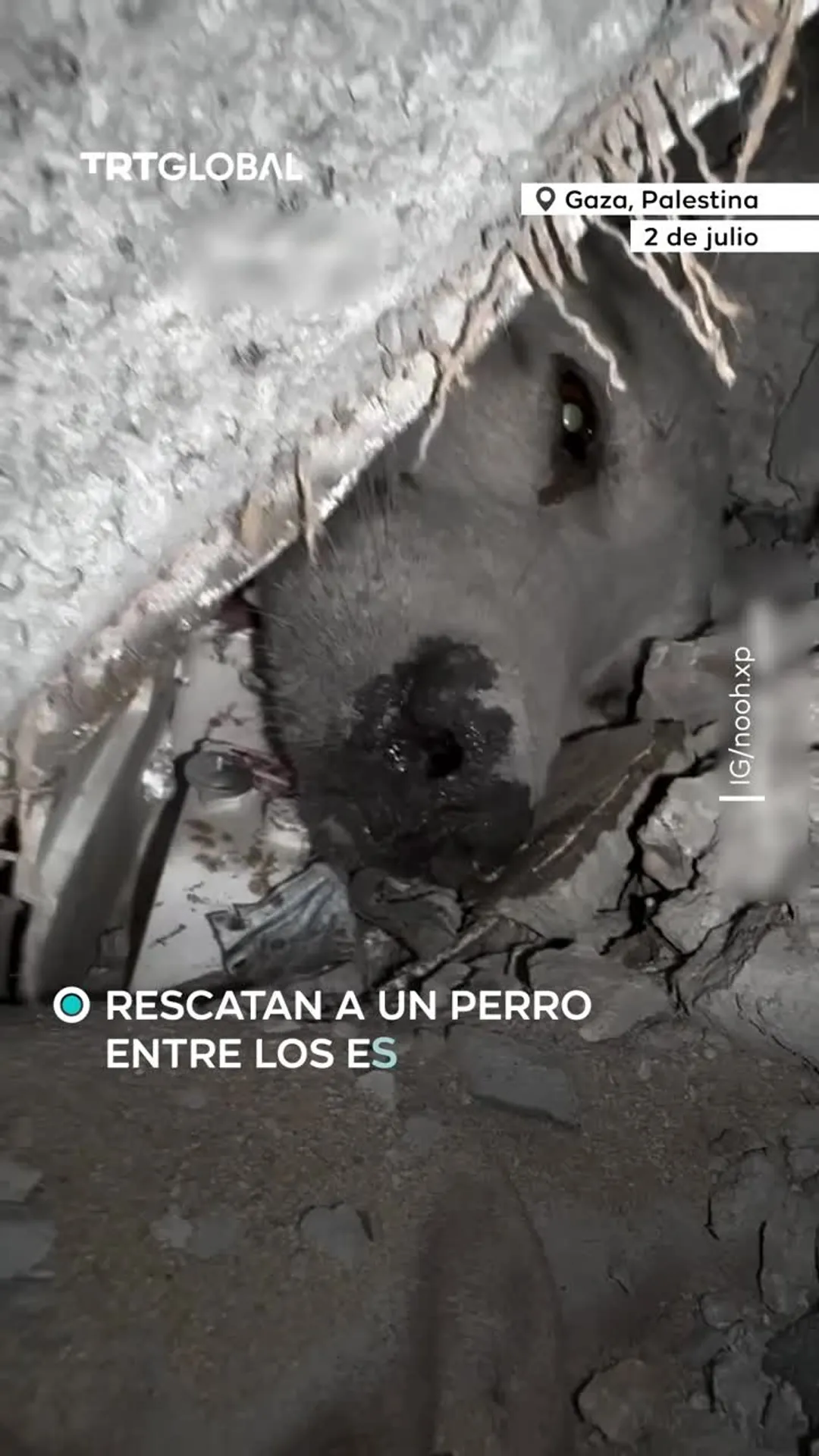Rescatan a un perro entre los escombros en Gaza