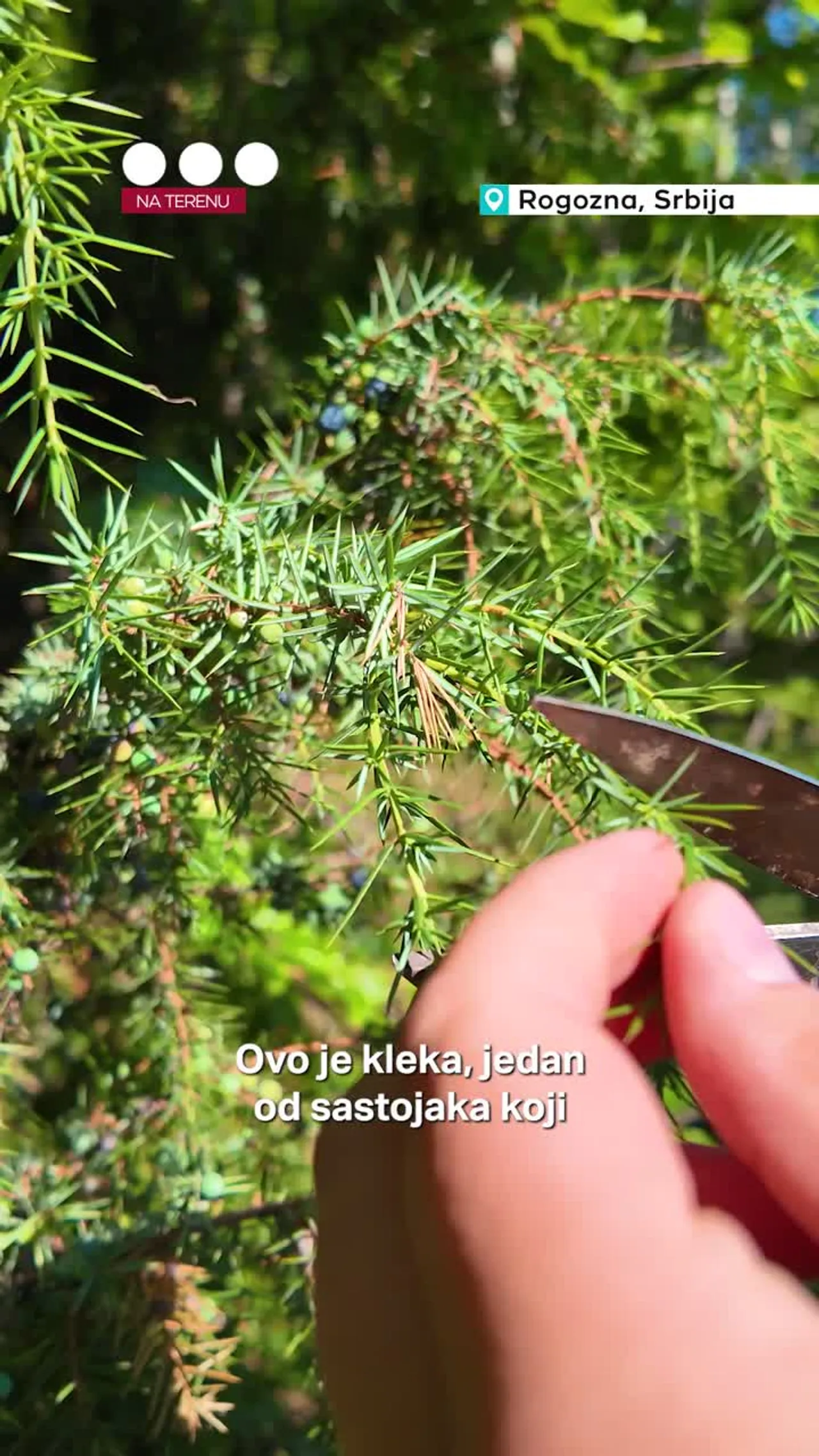 Parfem od biljaka sa Rogozne