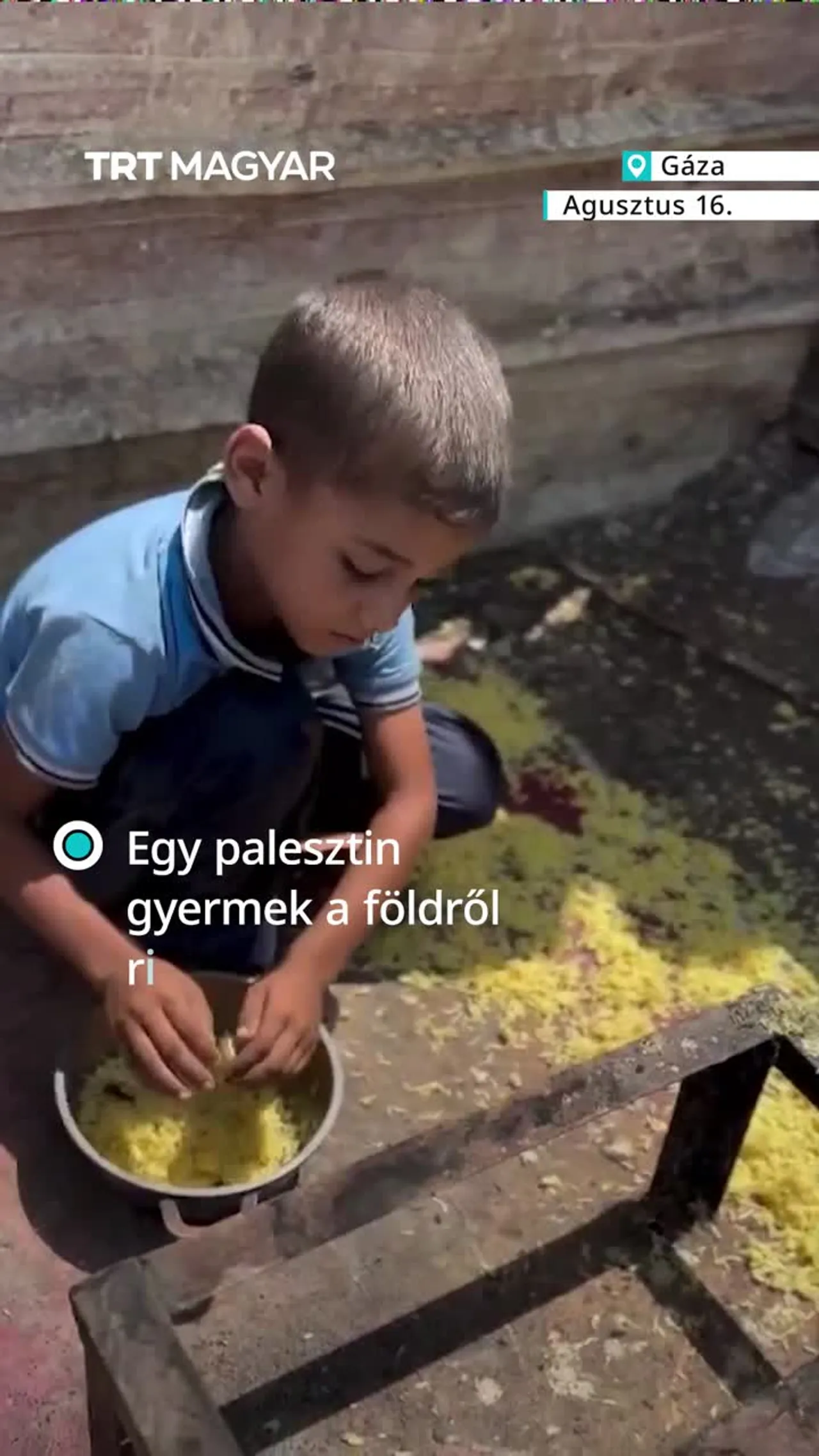 Egy palesztin gyermek a földről rizsszemeket gyűjt