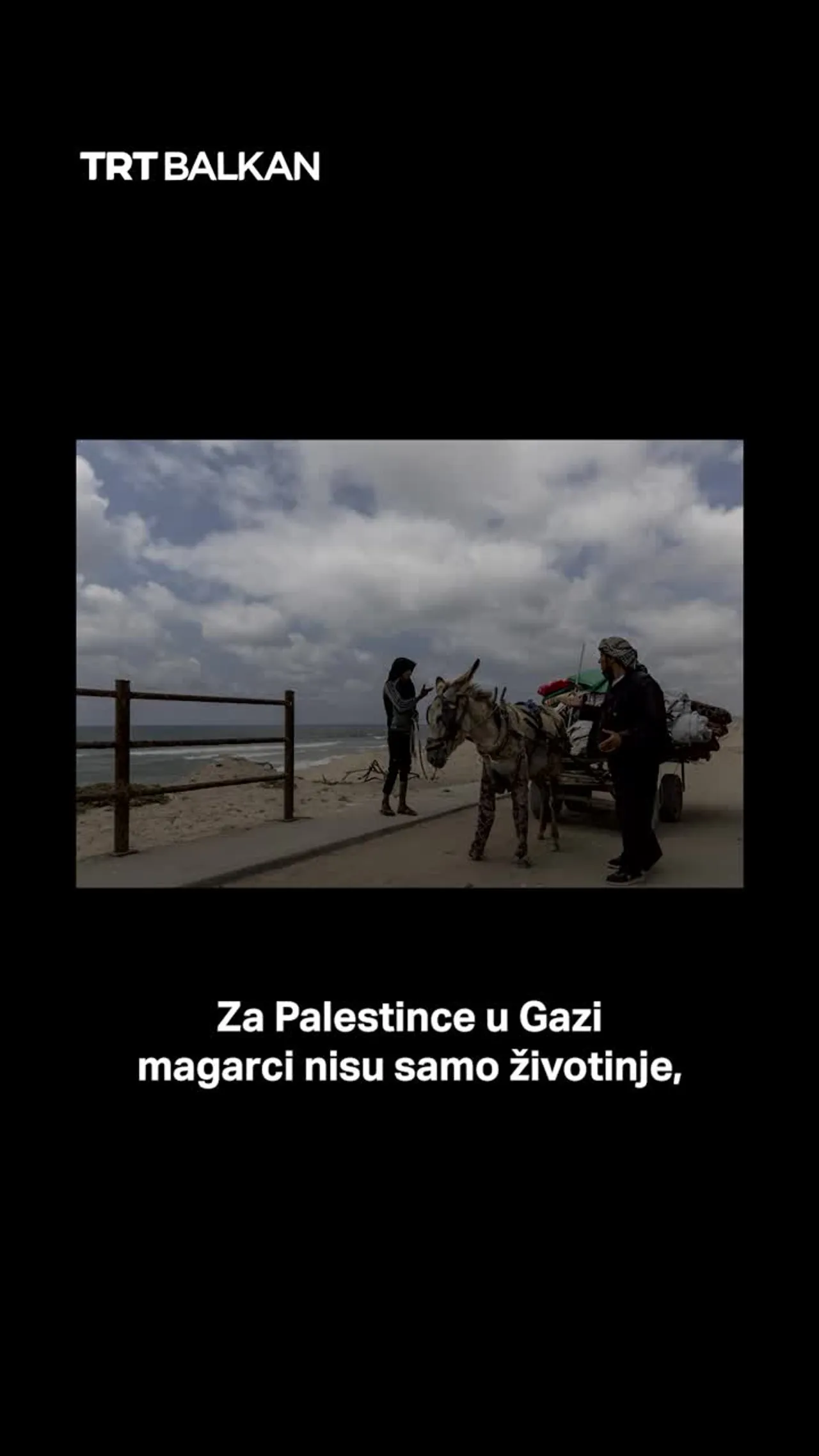 Oslonac na Gazu: Magarci