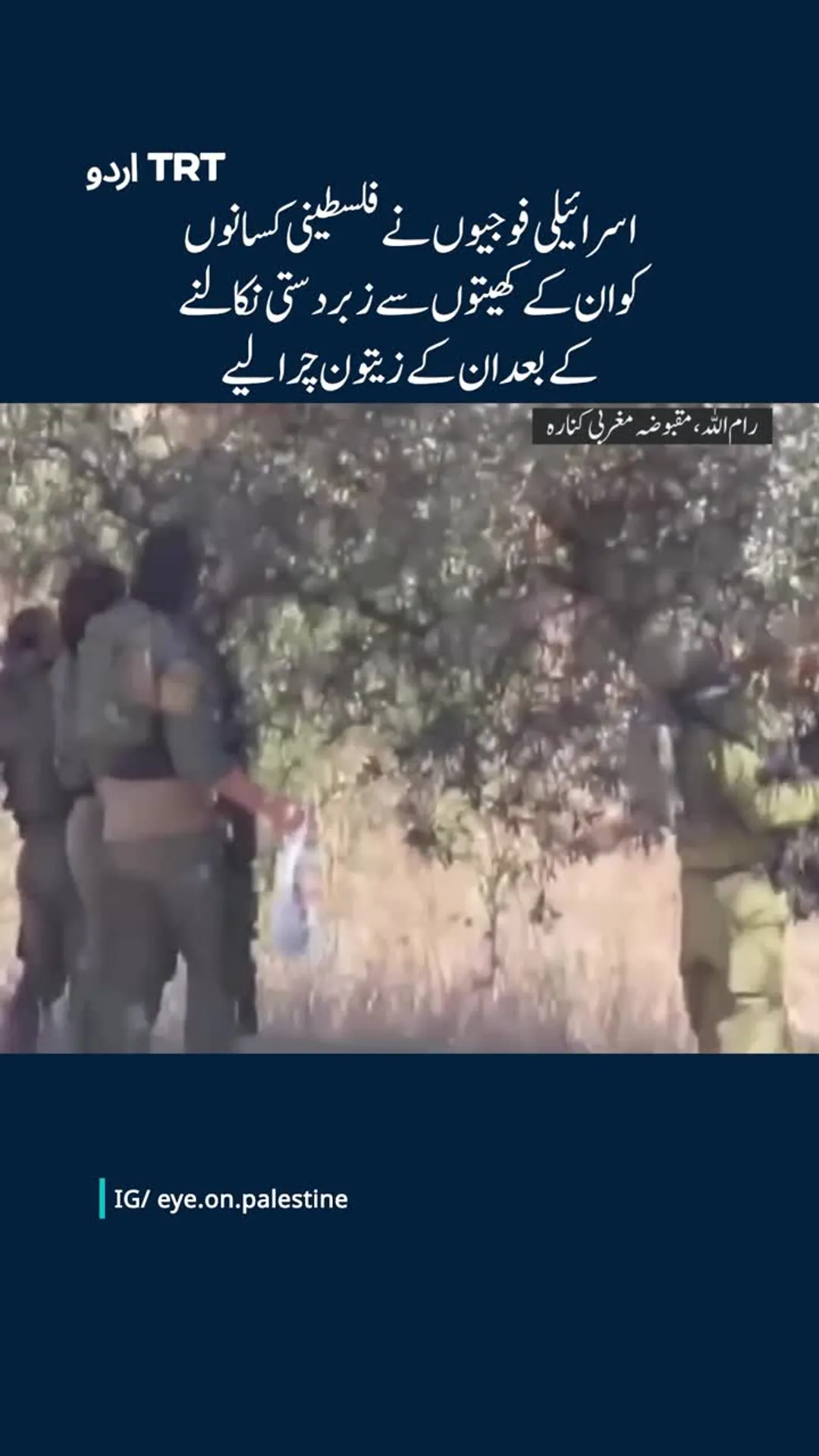 اسرائیلی فوجیوں نے کسانوں کو ان کی زمینوں سے نکال دیا اور ان کے زیتون چرا لیے