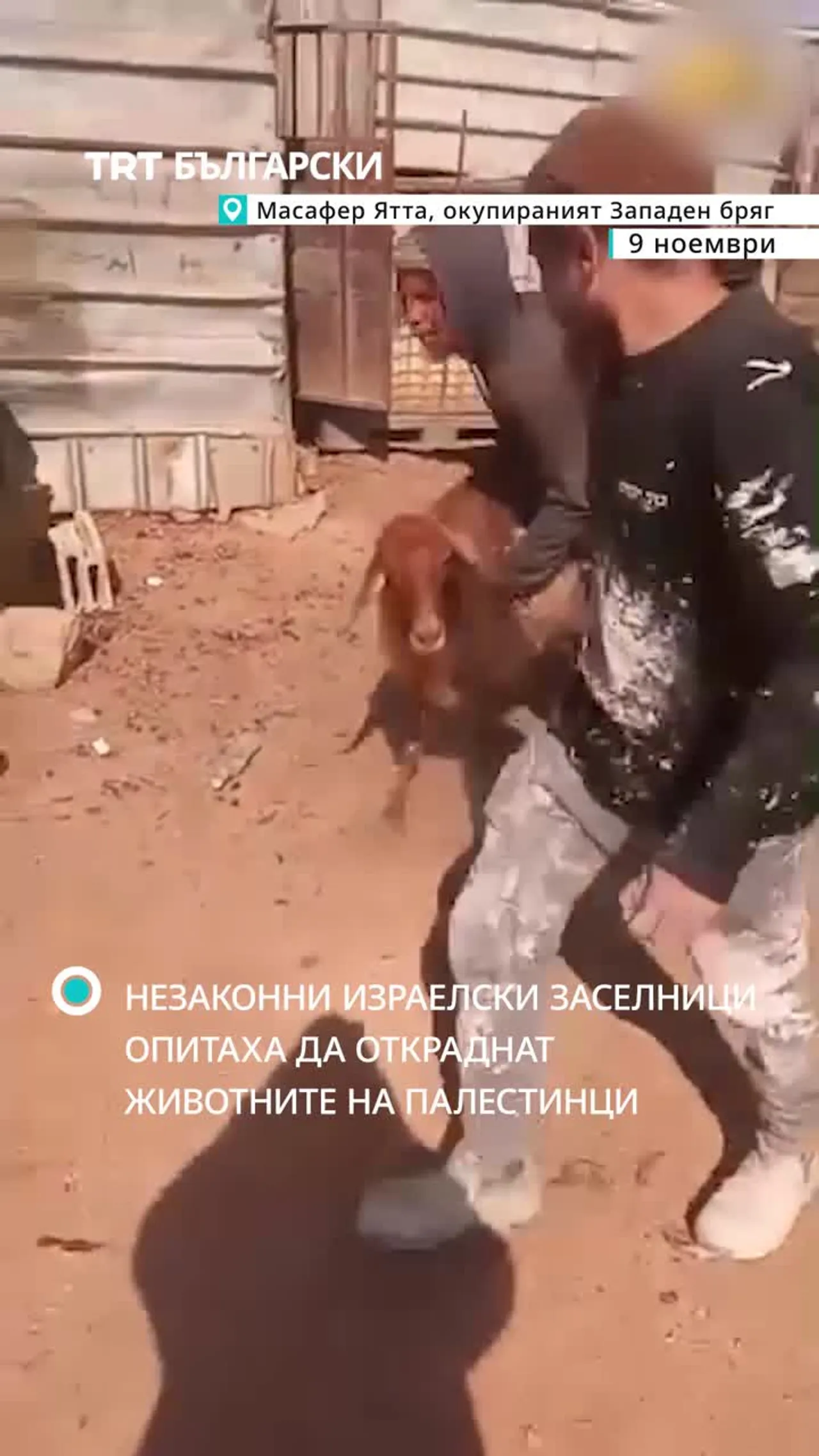 В Масафер Ята незаконни израелски заселници се опитаха да откраднат животните на палестински жители