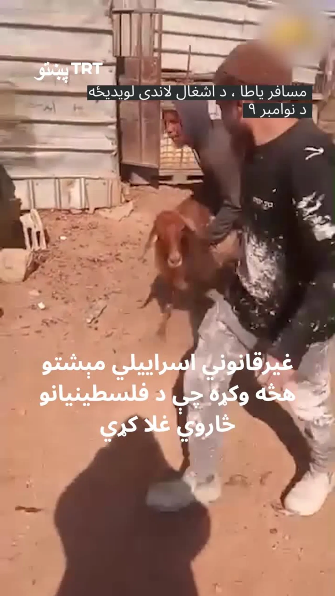 غیرې قانوني میشتو یهودانو د فلسطیني وګړو د څارویو د غلا کولو هڅه وکړه.