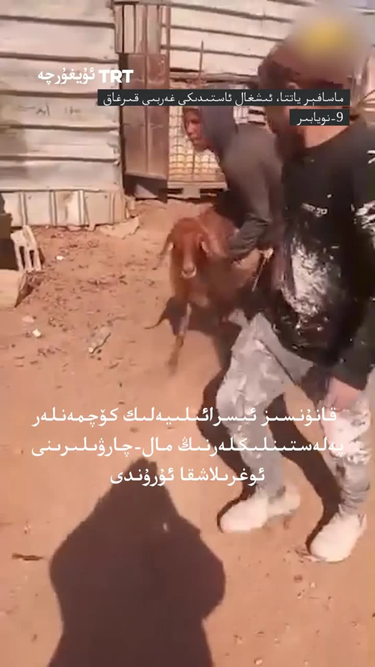 قانۇنسىز ئىسرائىلىيەلىك كۆچمەنلەر پەلەستىنلىكلەرنىڭ مال-چارۋىلىرىنى ئوغرىلاشقا ئۇرۇندى