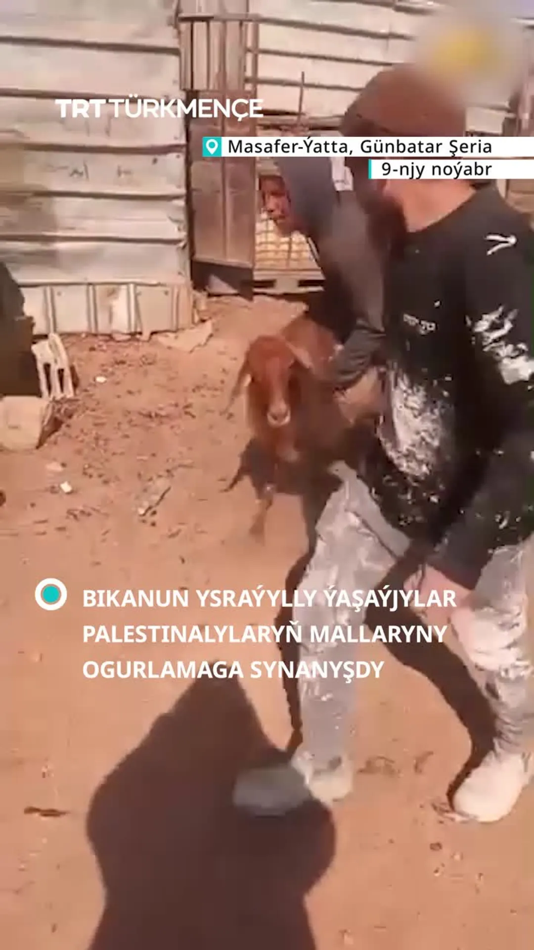 BIKANUN YSRAÝYLLY ÝAŞAÝJYLAR PALESTINALYLARYŇ MALLARYNY OGURLAMAGA SYNANYŞDY