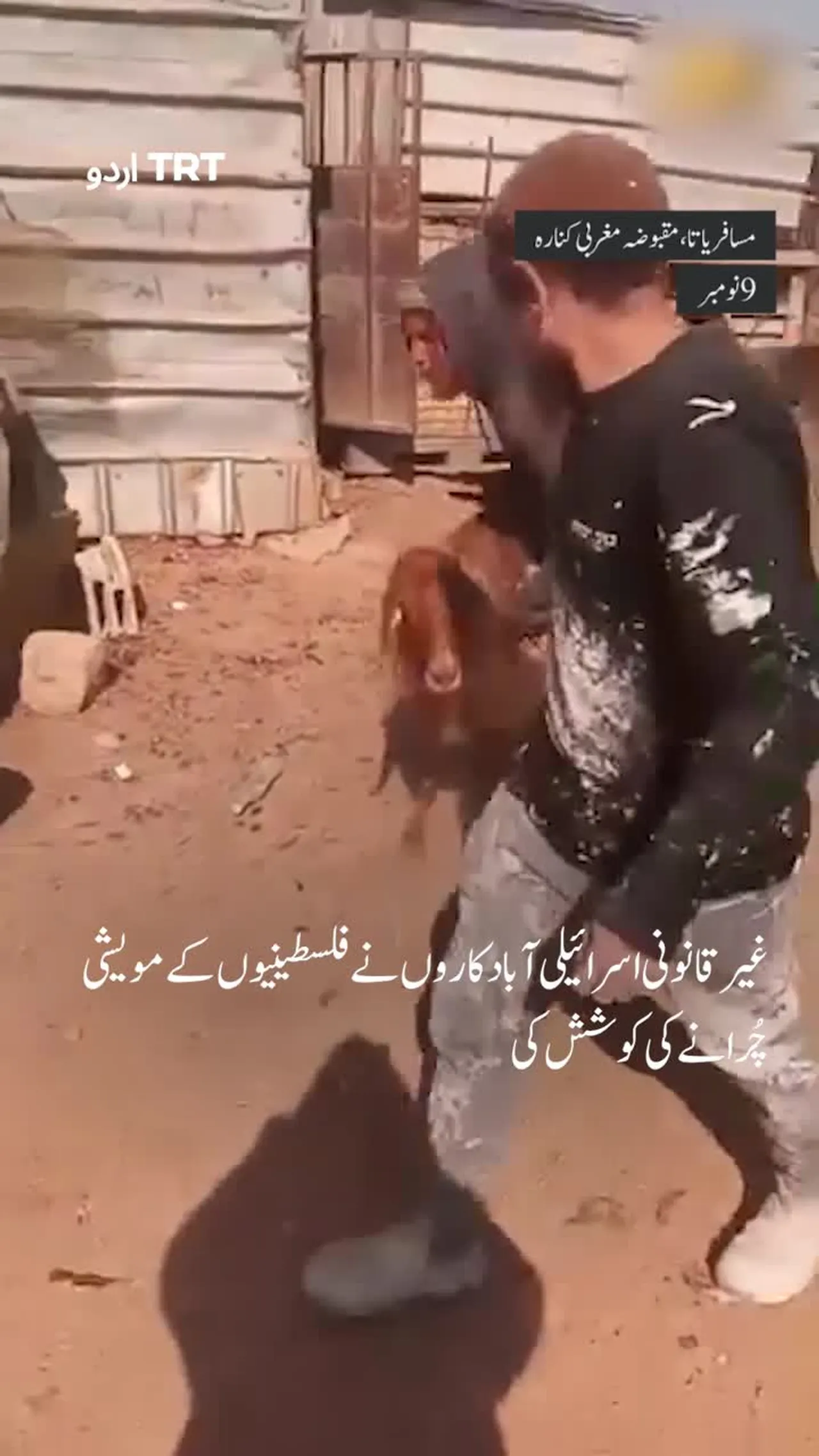 غیر قانونی اسرائیلی آباد کار فلسطینیوں کے مویشی چُرا رہے ہیں
