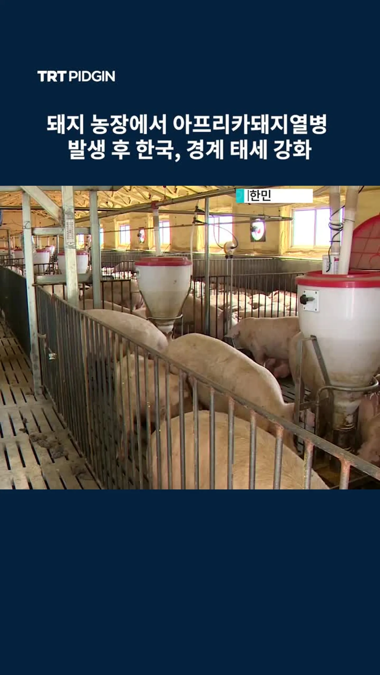 돼지 농장에서 아프리카돼지열병 발생 후 한국, 경계 태세 강화