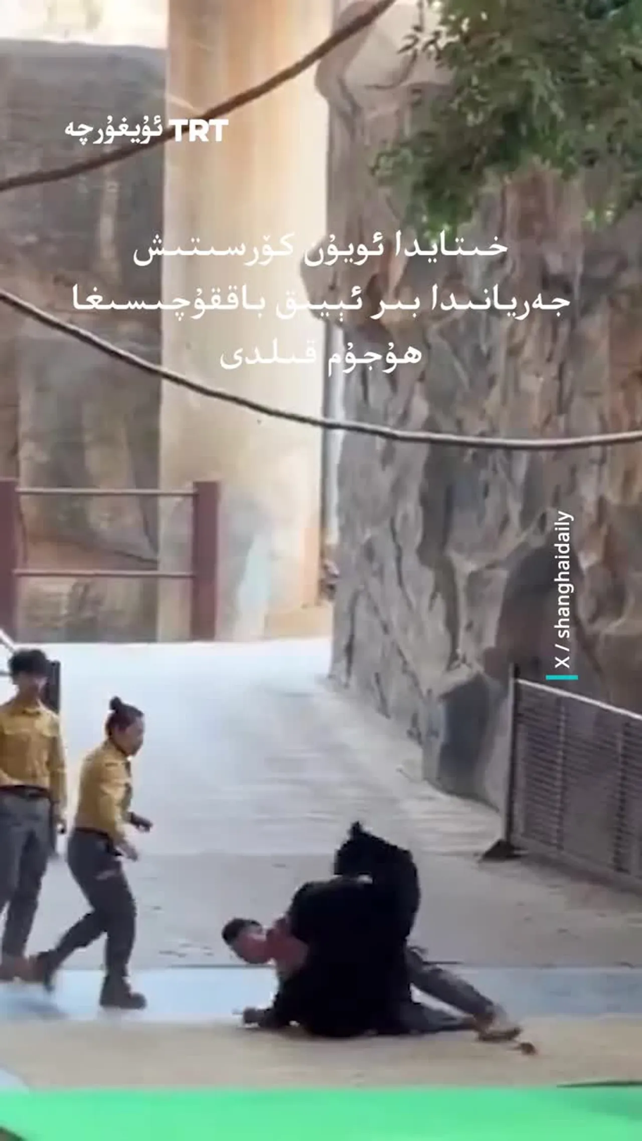 خىتايدا بىر ئېيىق ئويۇن كۆرسىتىش جەريانىدا باققۇچىسىغا ھۇجۇم قىلدى