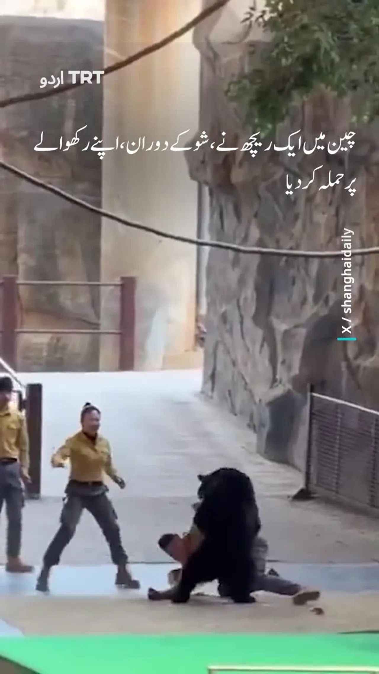 چین میں ایک ریچھ نے شو کے دوران اپنے رکھوالے پر حملہ کر دیا