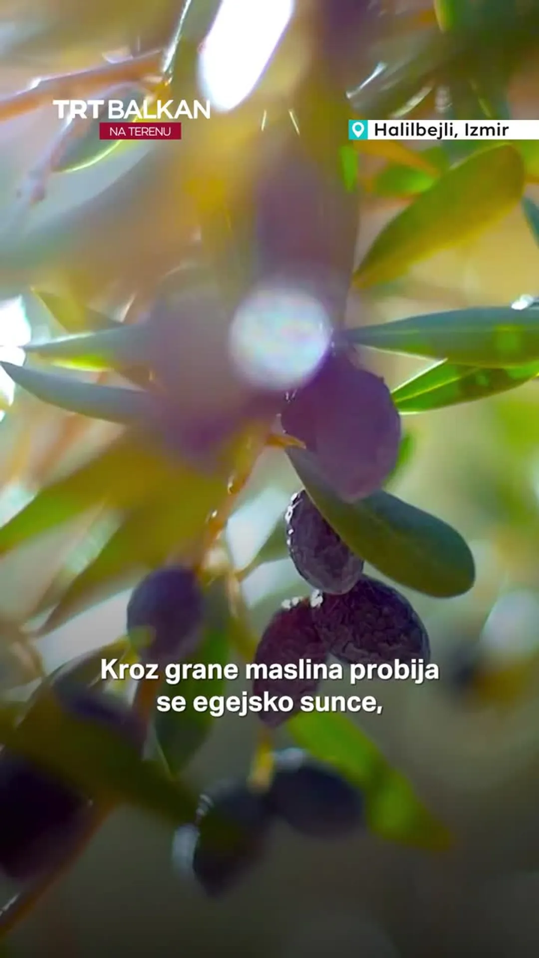 Hercegovci među egejskim maslinama