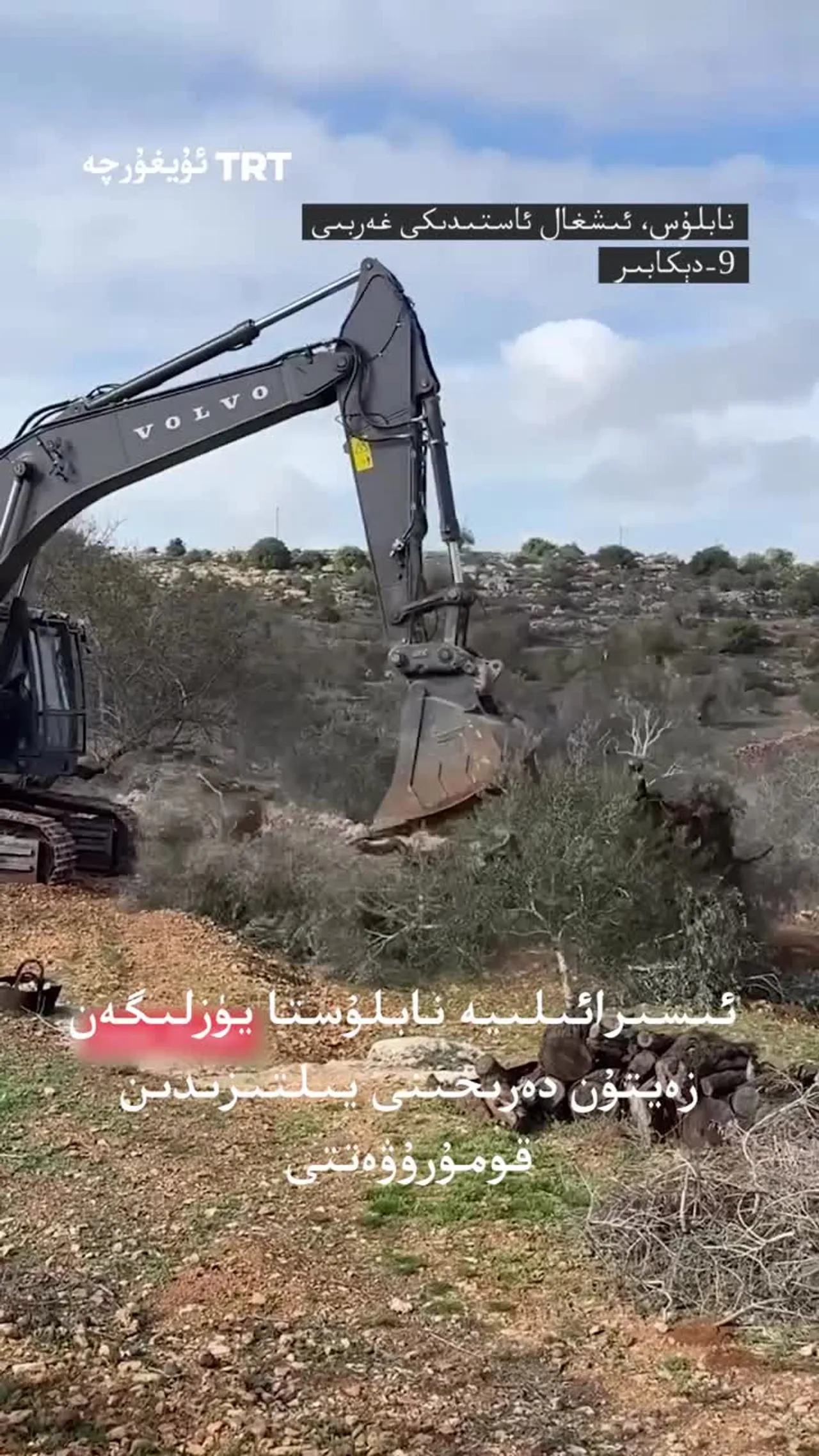 ئىسىرائىلىيە زەيتۇن دەرەخلىرىنى قومۇرۇۋەتتى