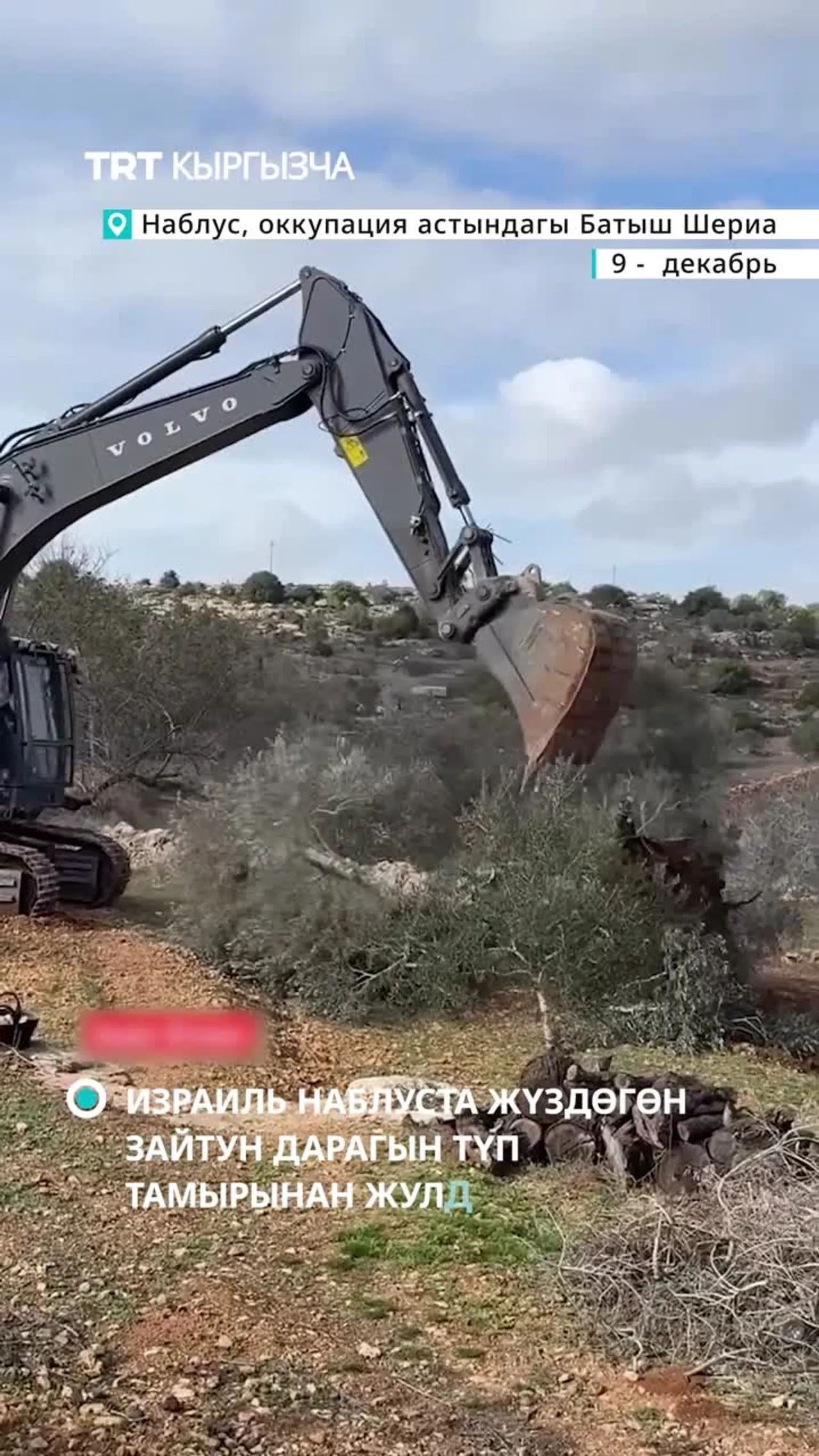 Израиль оккупация астындагы Батыш Шериада жүздөгөн зайтун дарагын бульдозер менен кыйды